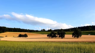 Sommerliche Felder bei Leutwil/AG Sommerliche Felder bei Leutwil/AG
