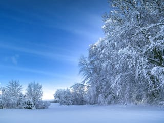 Schnee und verschneite Bäume.