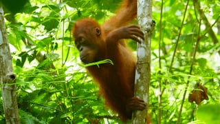 Ein Orang-Utan-Baby in den Baumwipfeln Ein Orang-Utan-Baby in den Baumwipfeln