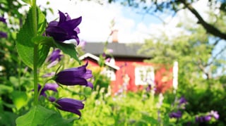 Violette Blumen in einem üppigen Garten, dahinter ein rotes Haus.