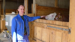 Mäster Beat Gloor in einem Stall mit zwei Kälbern. Mäster Beat Gloor in einem Stall mit zwei Kälbern.