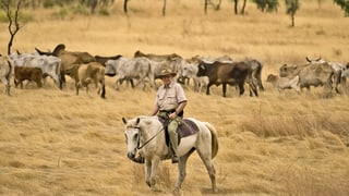 Mann reitet auf Pferd in Australien, Kuhherde im Hintergrund.