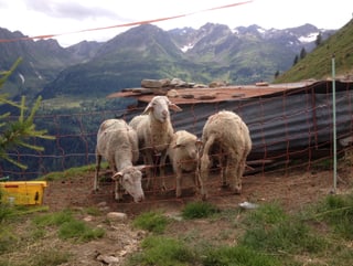 Vier Schafe stehen an einem Hang. 
