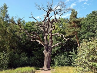 Eiche Eiche