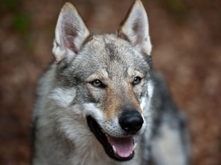 Tschechoslowakischen Wolfshund Tschechoslowakischen Wolfshund