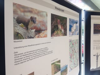 Schautafel mit Informationen zum Wiesel-Projekt