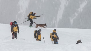 Mehrer Retter und Lawinenhund bei der Suche Mehrer Retter und Lawinenhund bei der Suche
