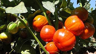 Rote und grüne Auberginen am Strauch