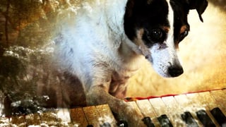 Laurie Andersons Hund Lolabelle spielt Klavier