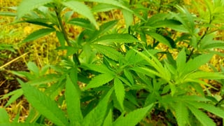 Cannabis-Pflanze Cannabis-Pflanze