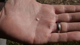 Hand mit Reiskorn. Hand mit Reiskorn.