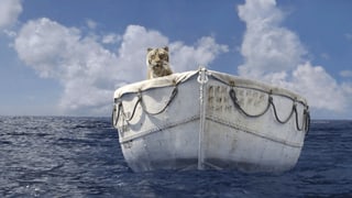 Ein Tiger auf einem Boot.