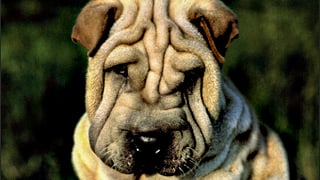 Ein Hund mit vielen, tiefen Falten schaut treu und herzig in die Kamera.