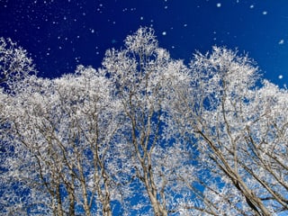 Frostige Bäume vor blauem Himmel