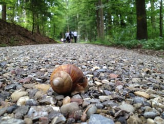 Eine Schnecke auf dem Wanderweg, weiter hinten marschiert eine Wandergruppe.