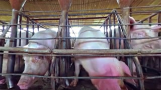 Schweine, eingesperrt in einem Stall.