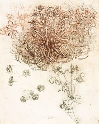 Da Vinci Skizze: Pflanzen