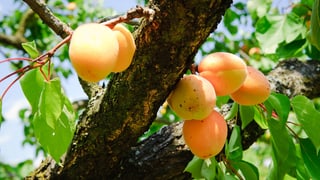 Reife Aprikosen am Baum