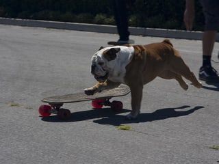 Die Bulldogge Tillmann springt auf ihr Skateboard.