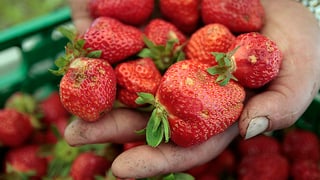 Hand mit Erdbeeren