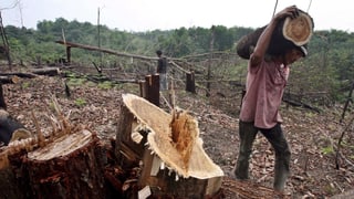 Ein indonesischer Arbeiter trägt ein Stück eines abgeholzten Baumes Ein indonesischer Arbeiter trägt ein Stück eines abgeholzten Baumes
