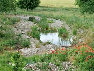 Teich mit Bepflanzung