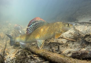 Eine Äsche schwimmt in einem Fluss.