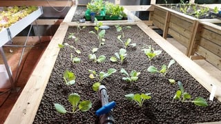 Hochbeet mit Pflanzen Hochbeet mit Pflanzen