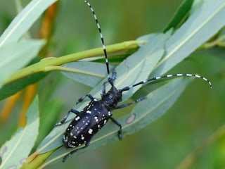 Gepunkteter Käfer auf einem schmalen Blatt.