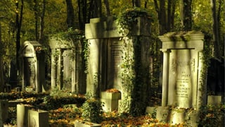Mit Efeu überwachsene Grabsteine stehen im Baumschatten der Abendsonne.