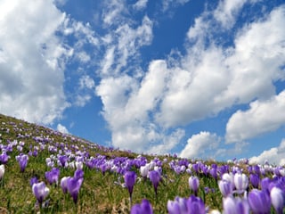 Krokkusse auf einer Wiese bei sonnigem Frühlingswetter Krokkusse auf einer Wiese bei sonnigem Frühlingswetter