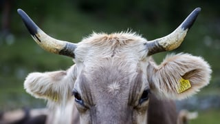 Kuh schaut direkt in die Kamera. Kuh schaut direkt in die Kamera.