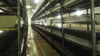 Blick in eine Produktionshalle, wo noch keine Pilze gewachsen sind