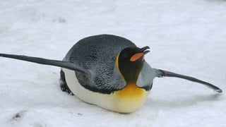 Pinguin liegt auf dem Bauch im Schnee. 