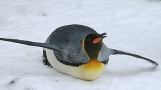 Pinguin liegt auf dem Bauch im Schnee. Pinguin liegt auf dem Bauch im Schnee.