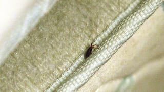 Ehemalige Mieterin soll 2500 Franken wegen Bettwanzen bezahlen (Artikel enthält Audio)