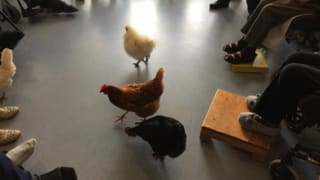 3 Hühner in einem Kreis