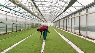 Ein Flüchtling arbeitet in der Landwirtschaft als Erntehelfer. 