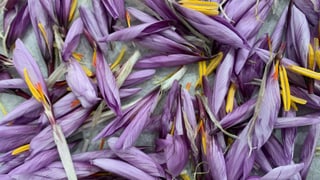 Geerntete geschlossene Safranblüten in einem Korb. Geerntete geschlossene Safranblüten in einem Korb.