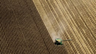 Ein Mähdrescher arbeitet sich durch ein riesiges Maisfeld in Indiana