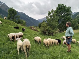Ritler mit seinen Schafen im Lötschental.