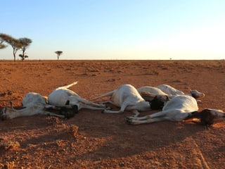 Tiere verenden in der Steppe Tiere verenden in der Steppe