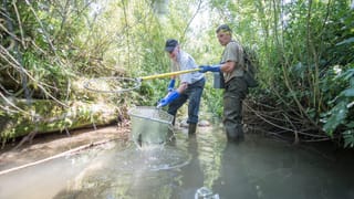 Männer mit Fischnetzen stehen in einem Bach. Männer mit Fischnetzen stehen in einem Bach.