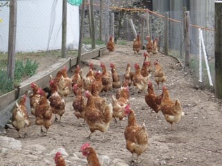 Hühner im Freilaufgehege