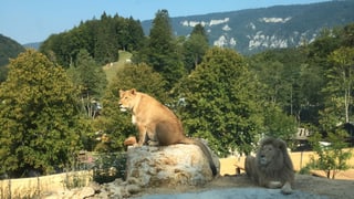 Zwei Löwen, im Hintergrund der Berner Jura