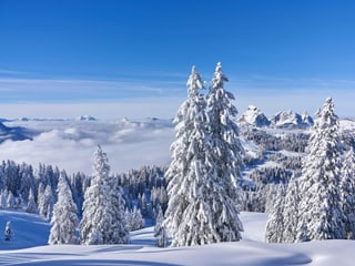 Verschneite Landschaft mit Tannen und blauem Himmel