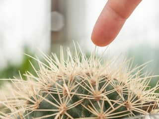 Ein Finger berührt einen Kaktus. 