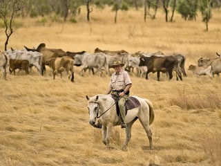 Mann reitet auf einem Pferd in Australien, Kuhherde im Hintergrund.