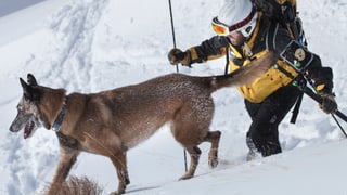 Hund und Retter stapfen durch den Schnee Hund und Retter stapfen durch den Schnee