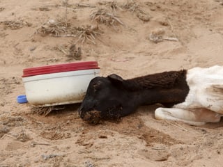 Ein verdurstetes Schaf liegt im Wüstensand. Ein verdurstetes Schaf liegt im Wüstensand.
